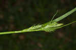 Asian shortstem sedge